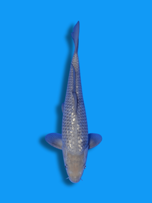 Ginrin Soragoi | Koi&Co.